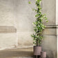 Bau Pot - Small by ferm LIVING