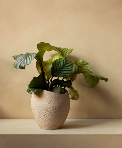 Plantas Planter by Audo CPH
