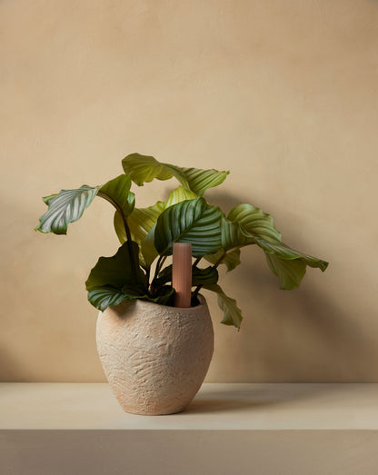 Plantas Planter by Audo CPH